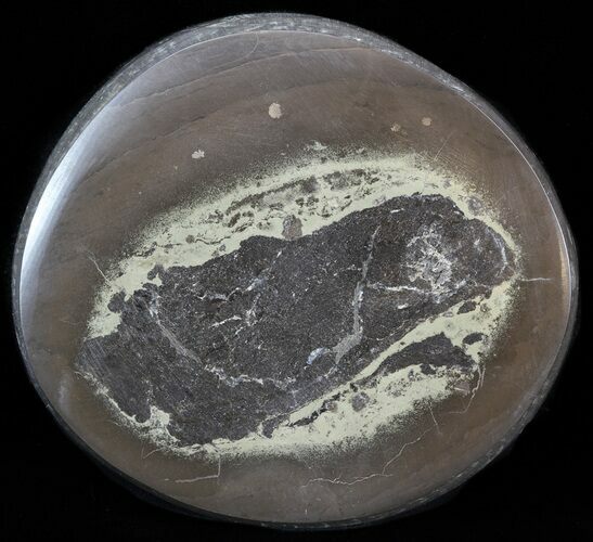 Polished Fish Coprolite (Fossil Poo) - Scotland #44686